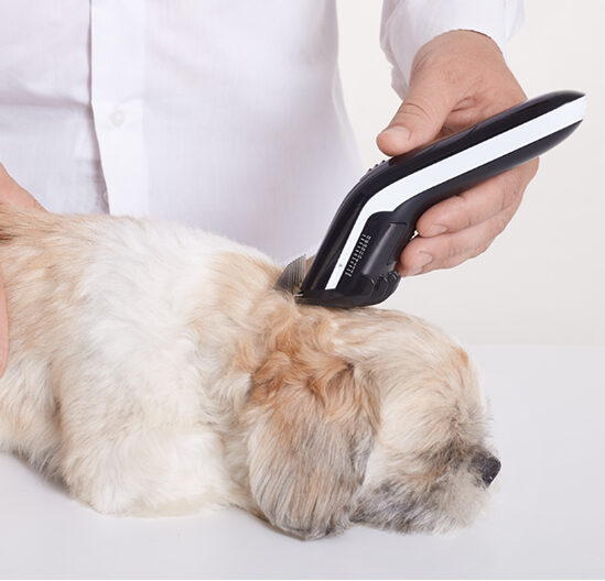 CURSO DE PELUQUERÍA CANINA